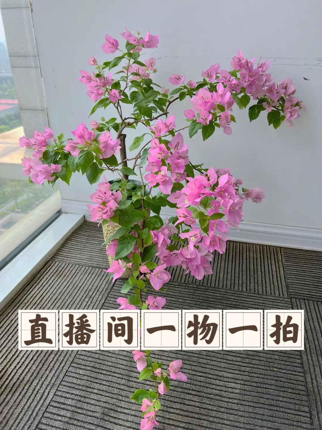 三角梅盆景素材老桩一物一拍链接