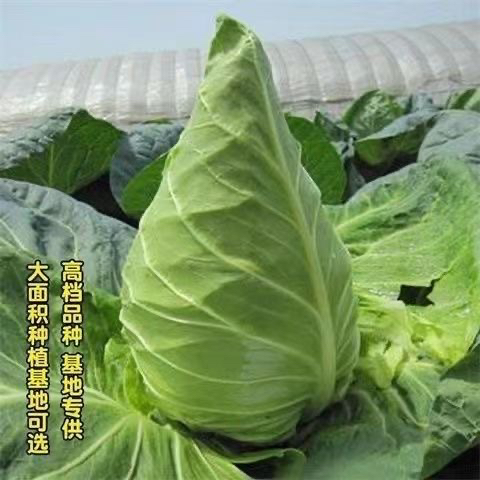牛心甘甘蓝优质紫甘蓝苗秋冬季耐寒蔬菜秧苗阳台种植包菜卷