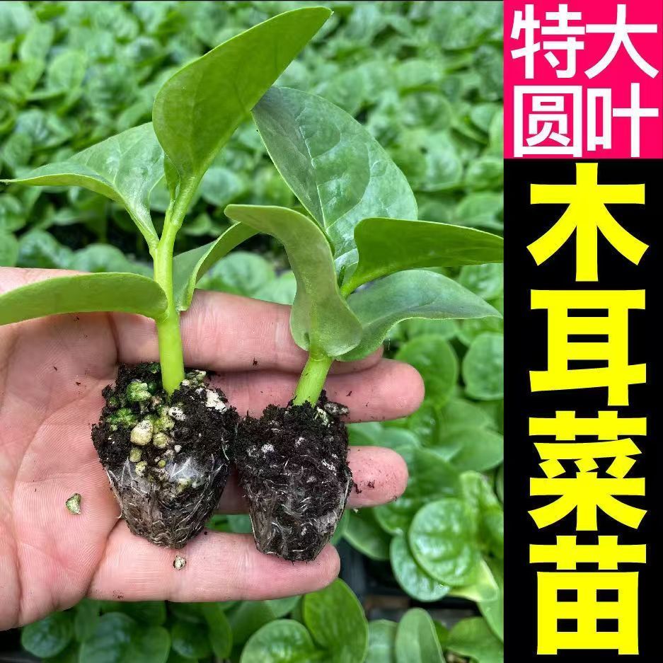 厚肉大叶木耳菜四季盆栽阳台庭院蔬菜苗