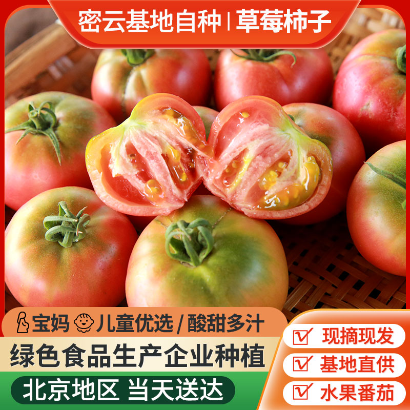 北京密云蜗牛小镇绿腚番茄2000g包邮
