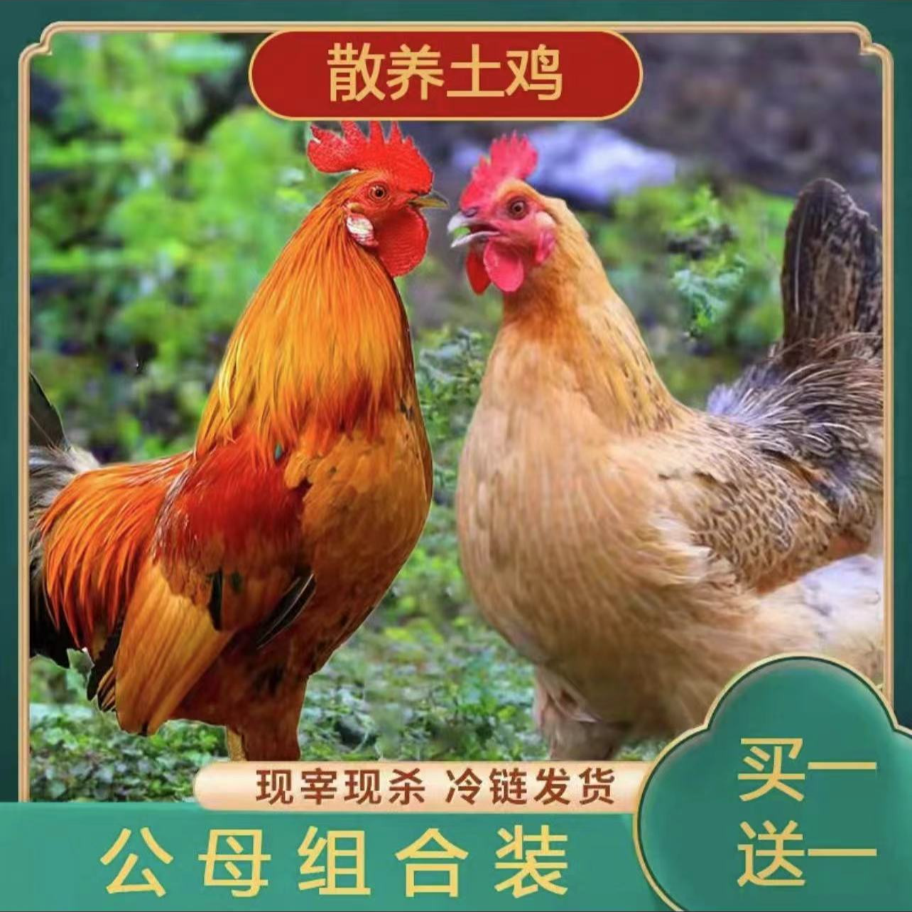 【公母组合】放养老母鸡大公鸡土鸡两只净重4-4.5斤顺丰包邮