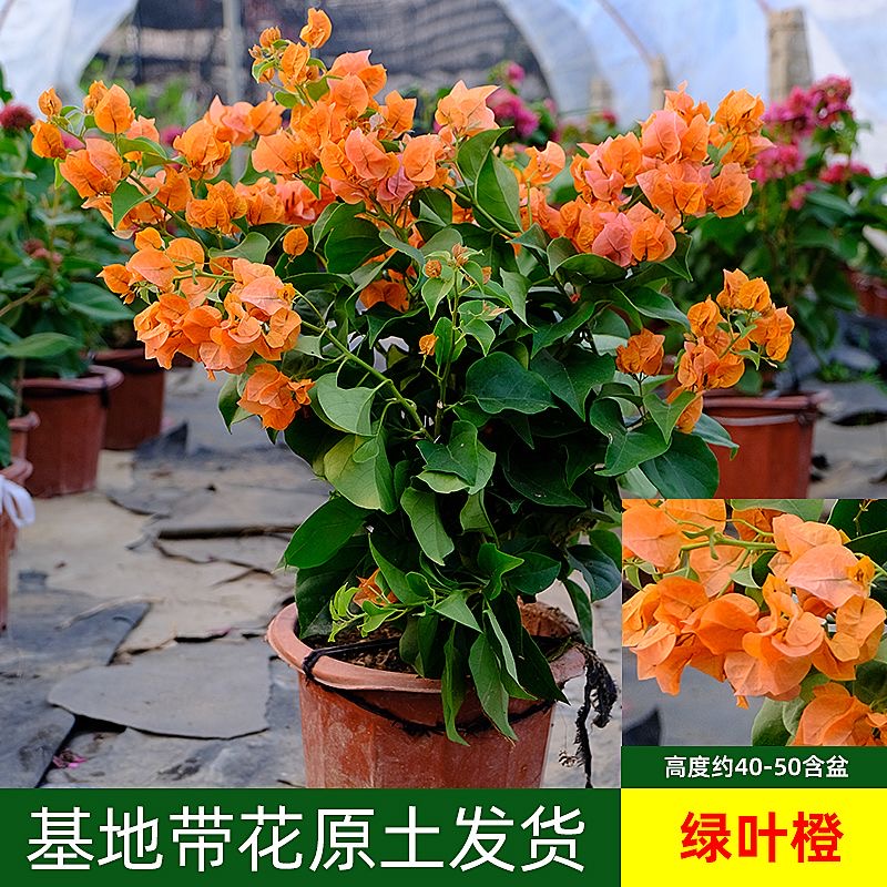 三角梅绿叶橙原盆原土带花苞盆栽庭院阳台窗台花园爬藤四季开花