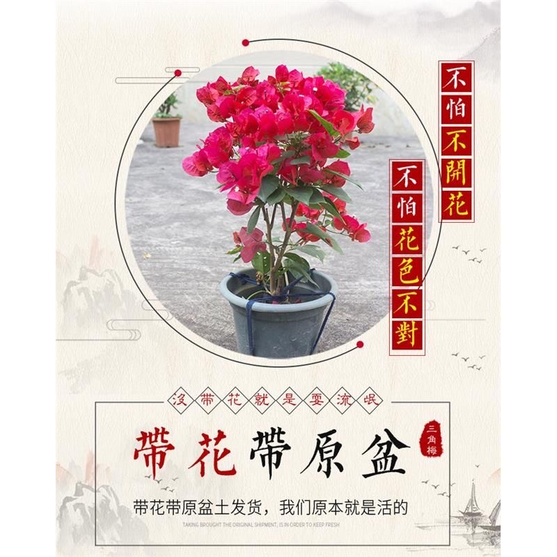 三角梅中国红原盆原土带花苞盆栽庭院阳台窗台花园爬藤四季开花