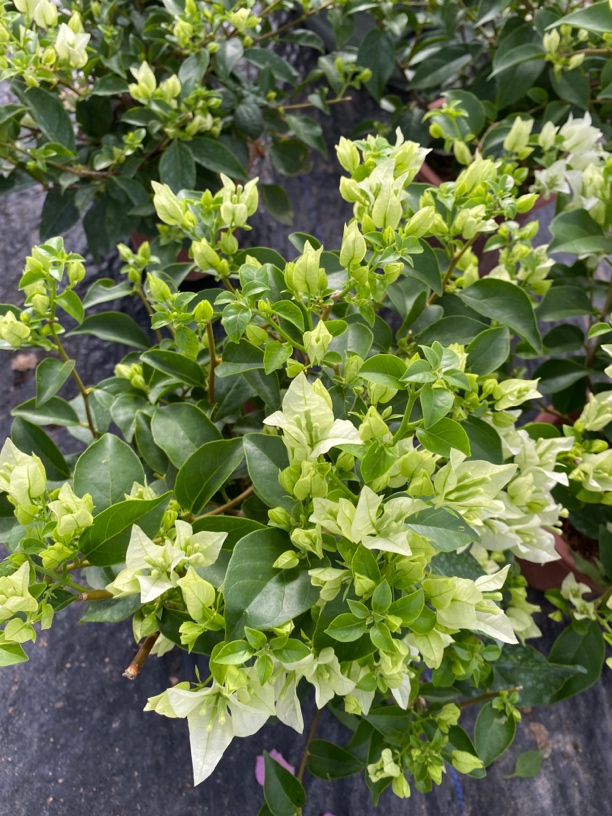 白雪公主三角梅阳台庭院好养活可爬藤类植物