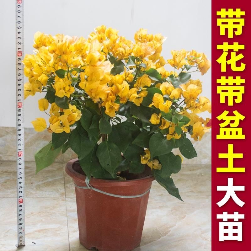 三角梅加州黄金原盆原土带花苞盆栽庭院阳台窗台花园爬藤四季开花