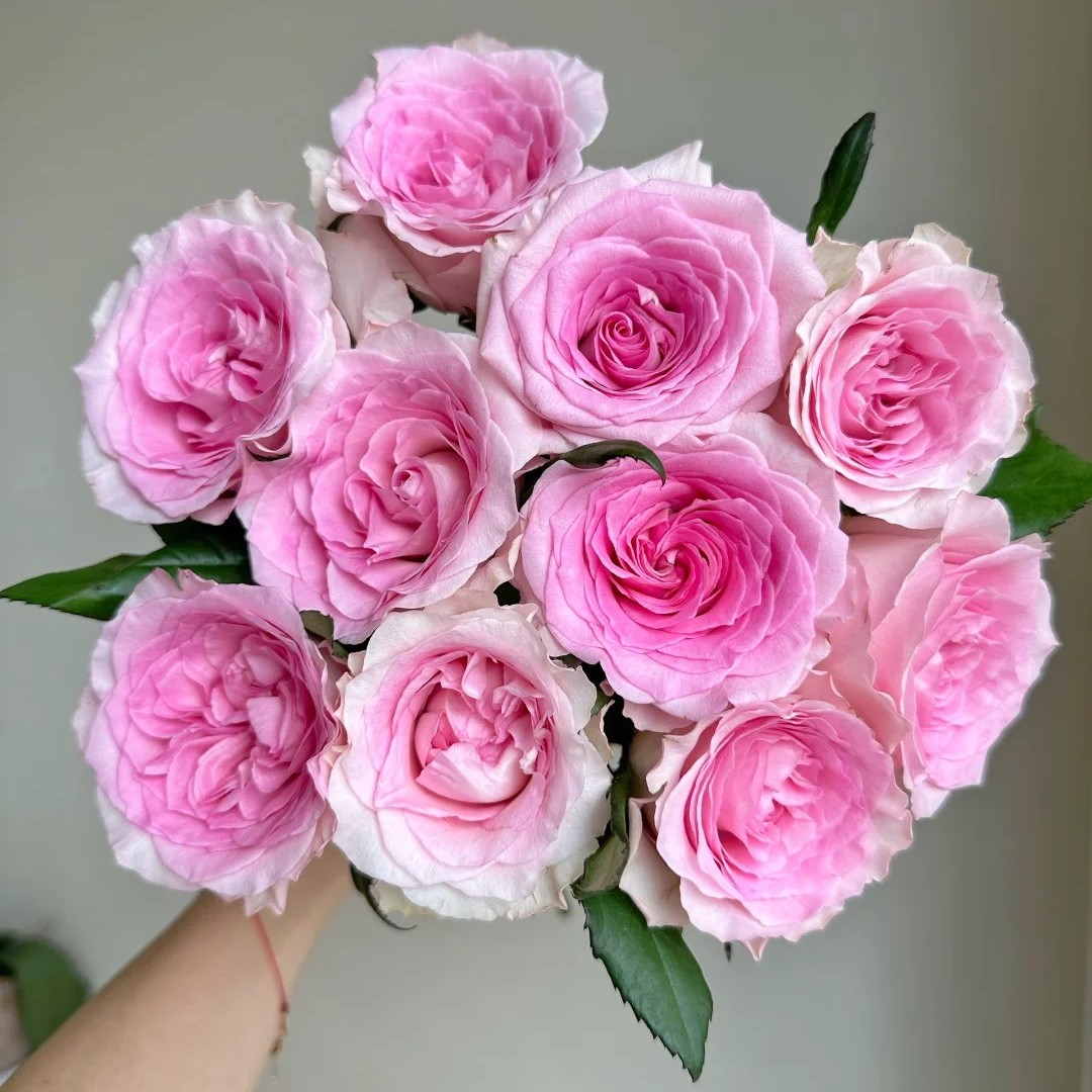 花福十花边新闻-洛神玫瑰10枝