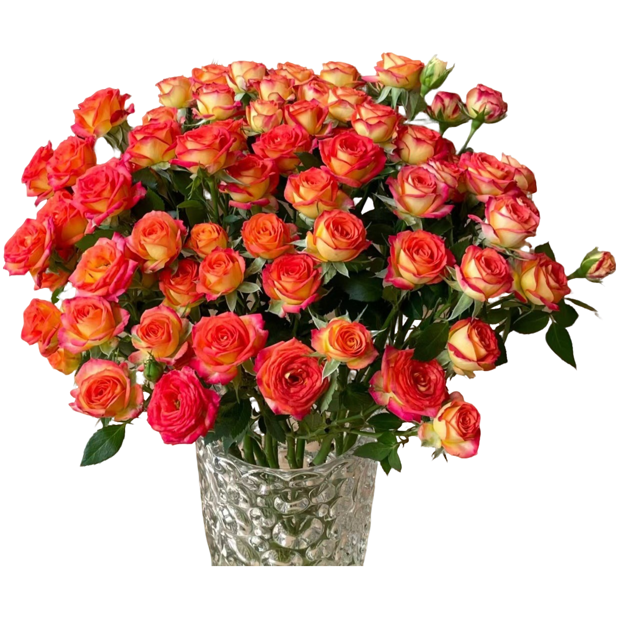 仅限自提-多头玫瑰--爱丽丝多头玫瑰泡泡10枝-同城