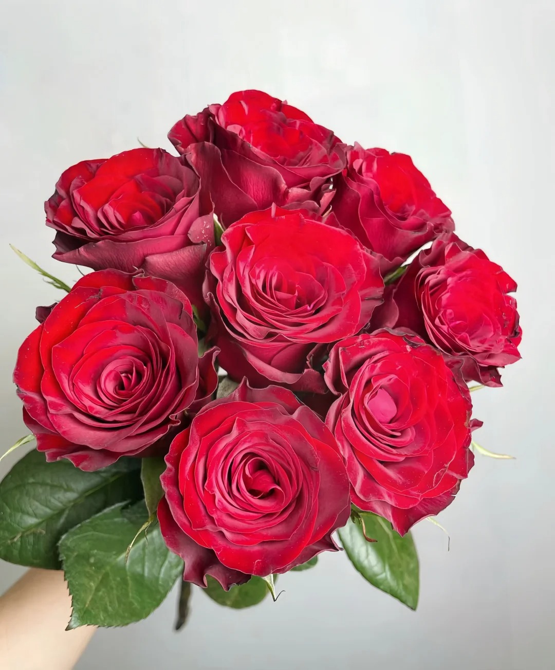 花福十花边新闻-高原红玫瑰