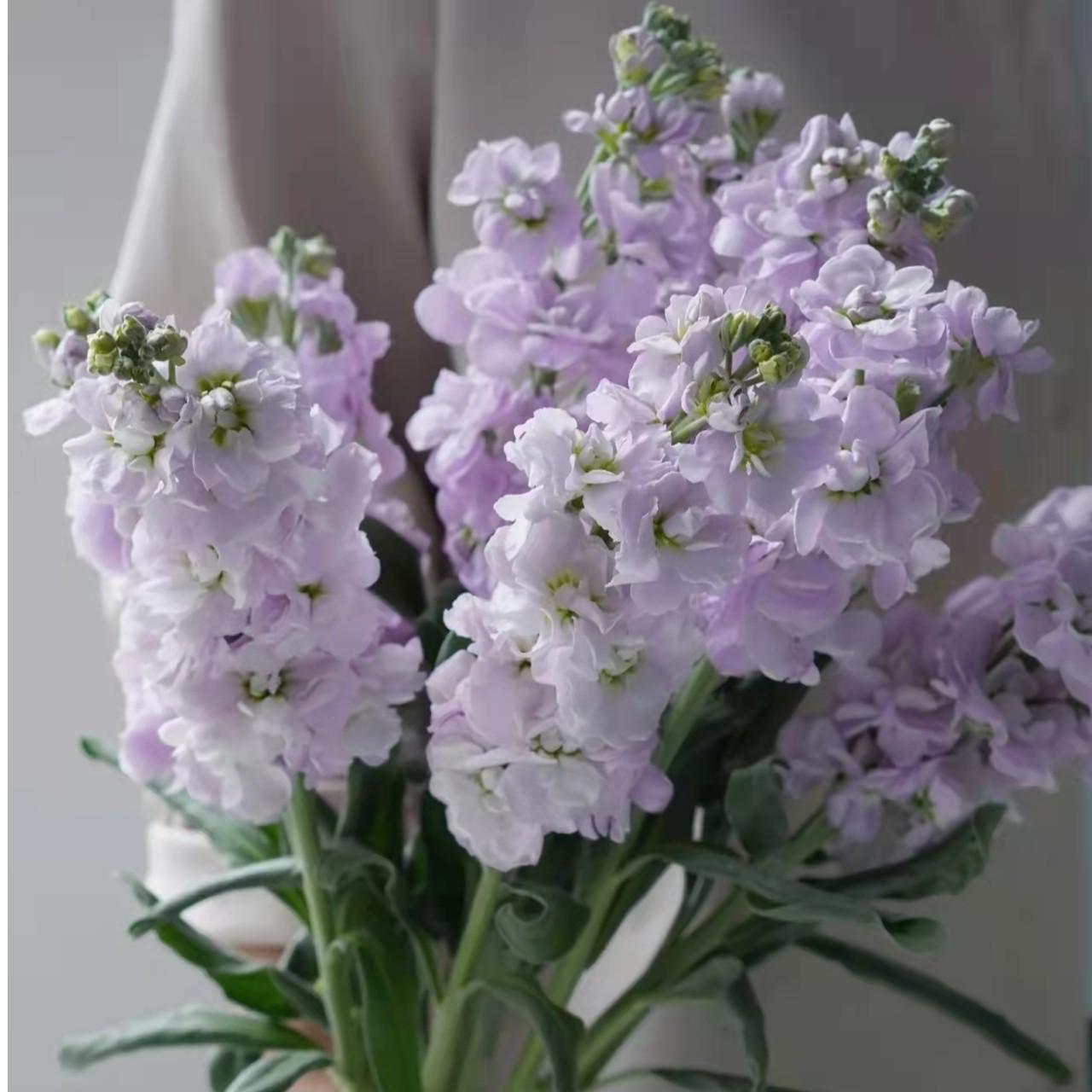 花福十花边新闻-紫色紫罗兰