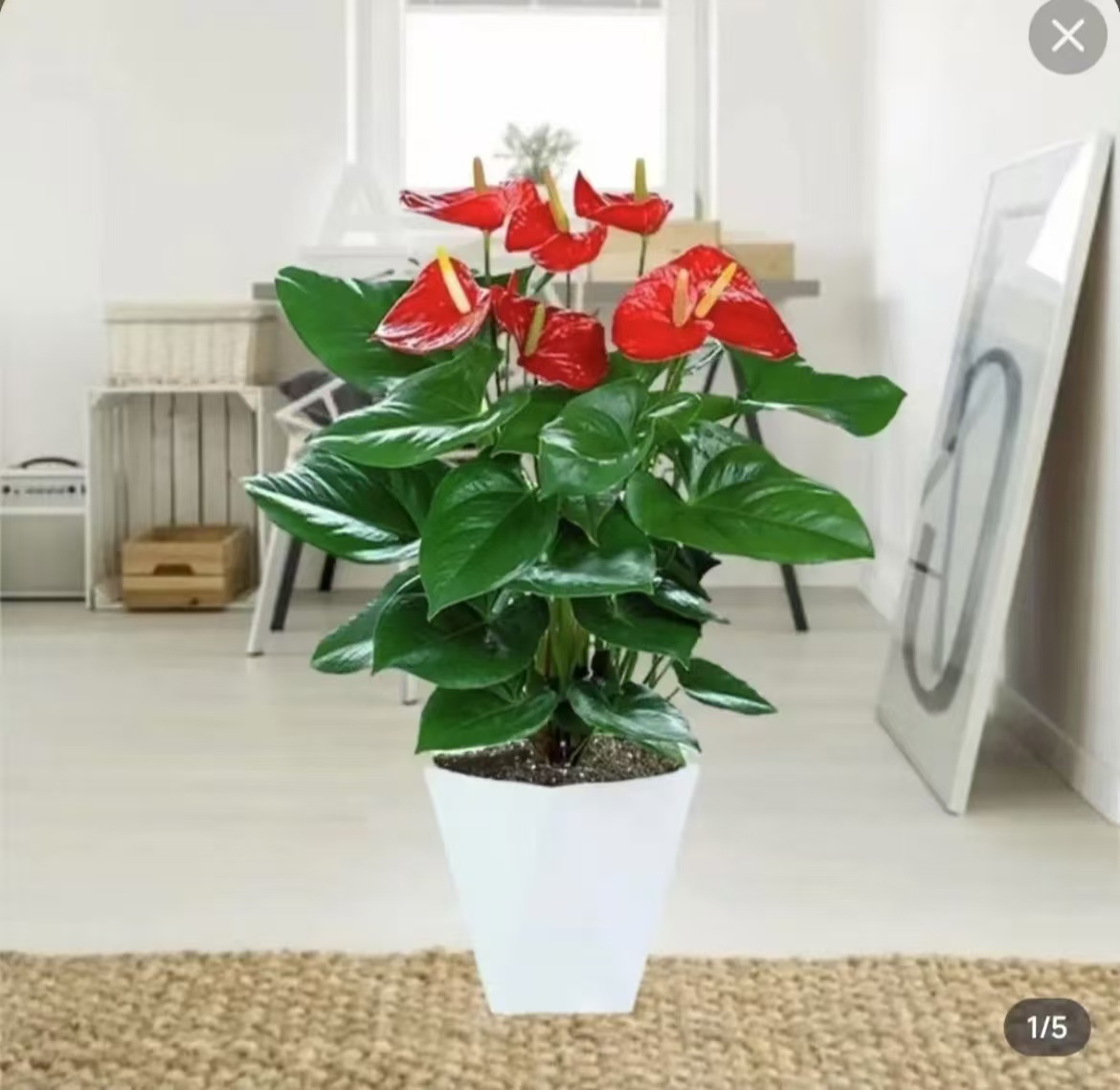 红掌盆栽绿植室内植物好养花卉植物红叶适用客厅阳台净化空气美观