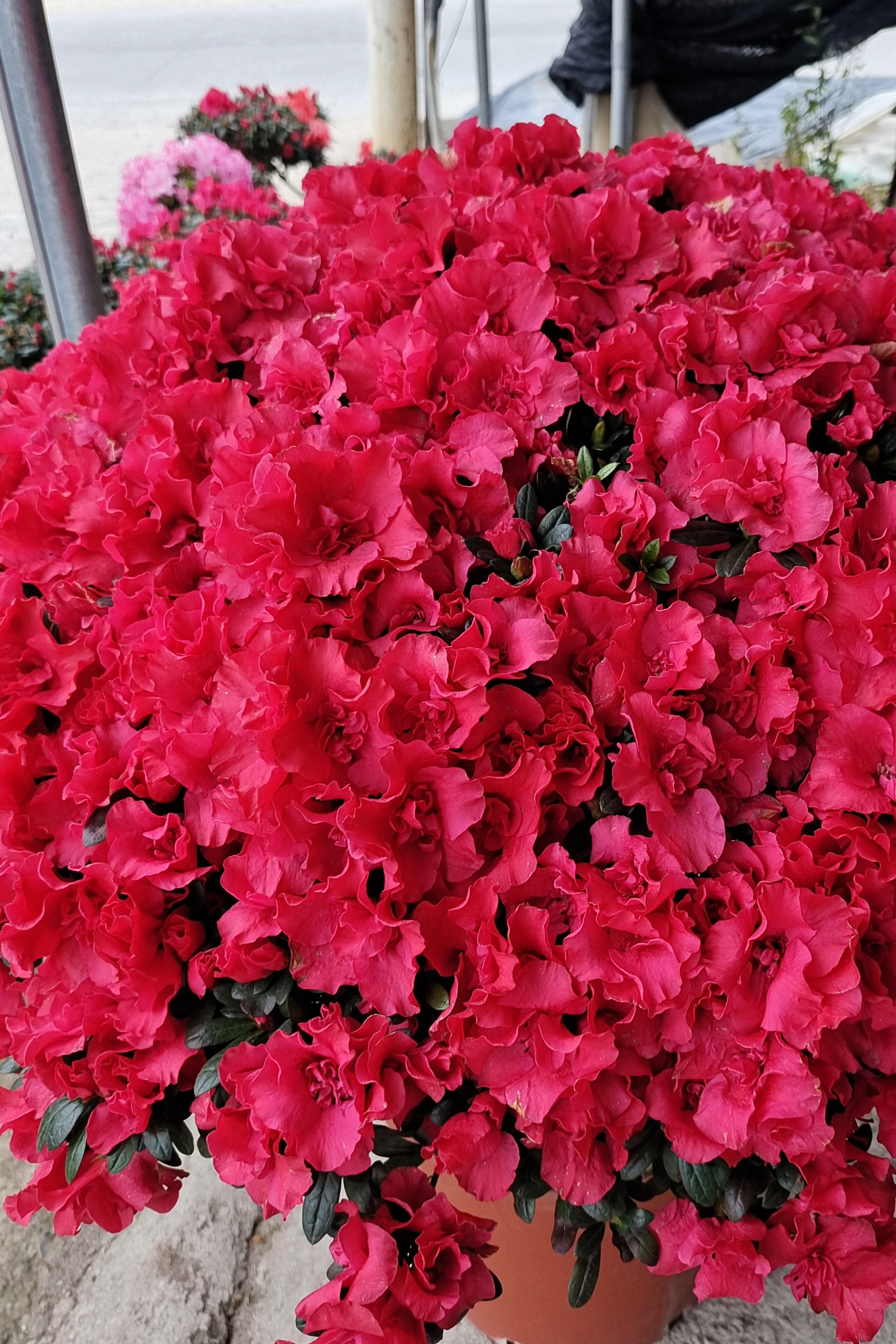 （主播推荐）精品比利时杜鹃盆栽