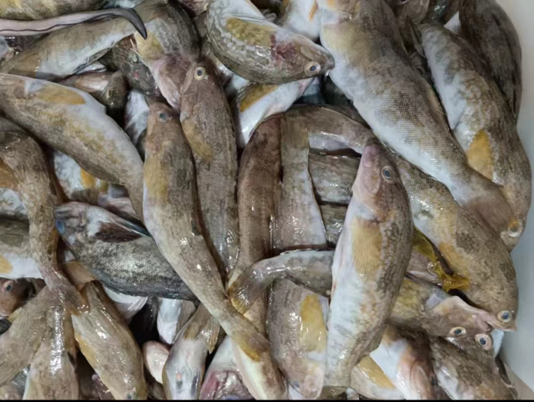 大连渔民自家渔船小杂鱼黄鱼居多顺丰4斤包邮