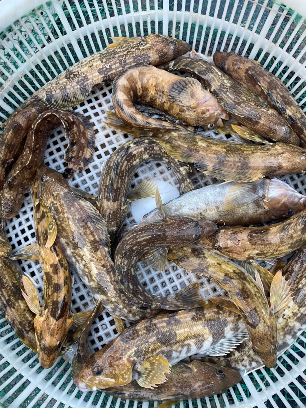 贾船长野生 中黄鱼3斤 临时链接 大连发货顺丰包邮