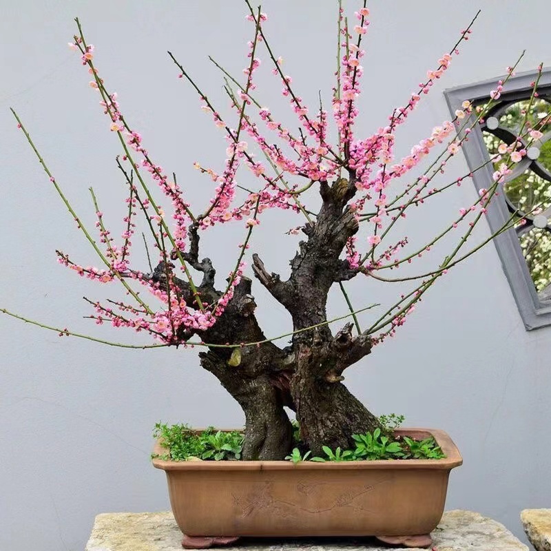 朱砂梅花盆栽老桩发货重瓣室内四季青绿红梅盆景绿梅造型绿色小花