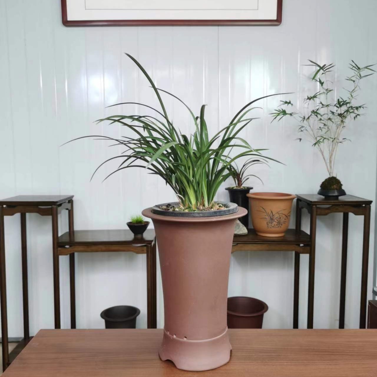 兰花春兰宋梅，春兰四大名兰之首，梅瓣代表种浓香室内易栽花卉绿植