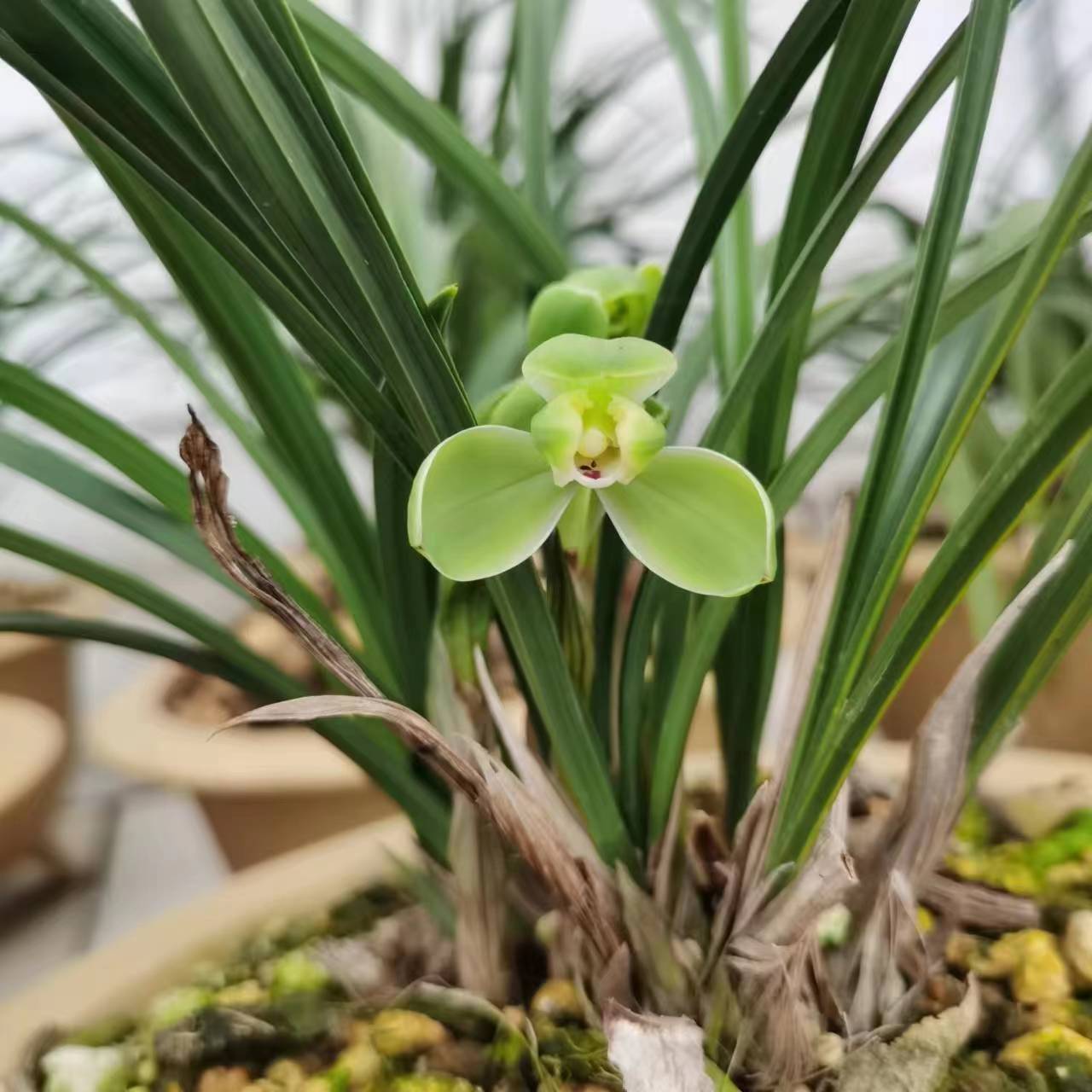 庐州兰语 兰花春兰通用链接 一物一拍 