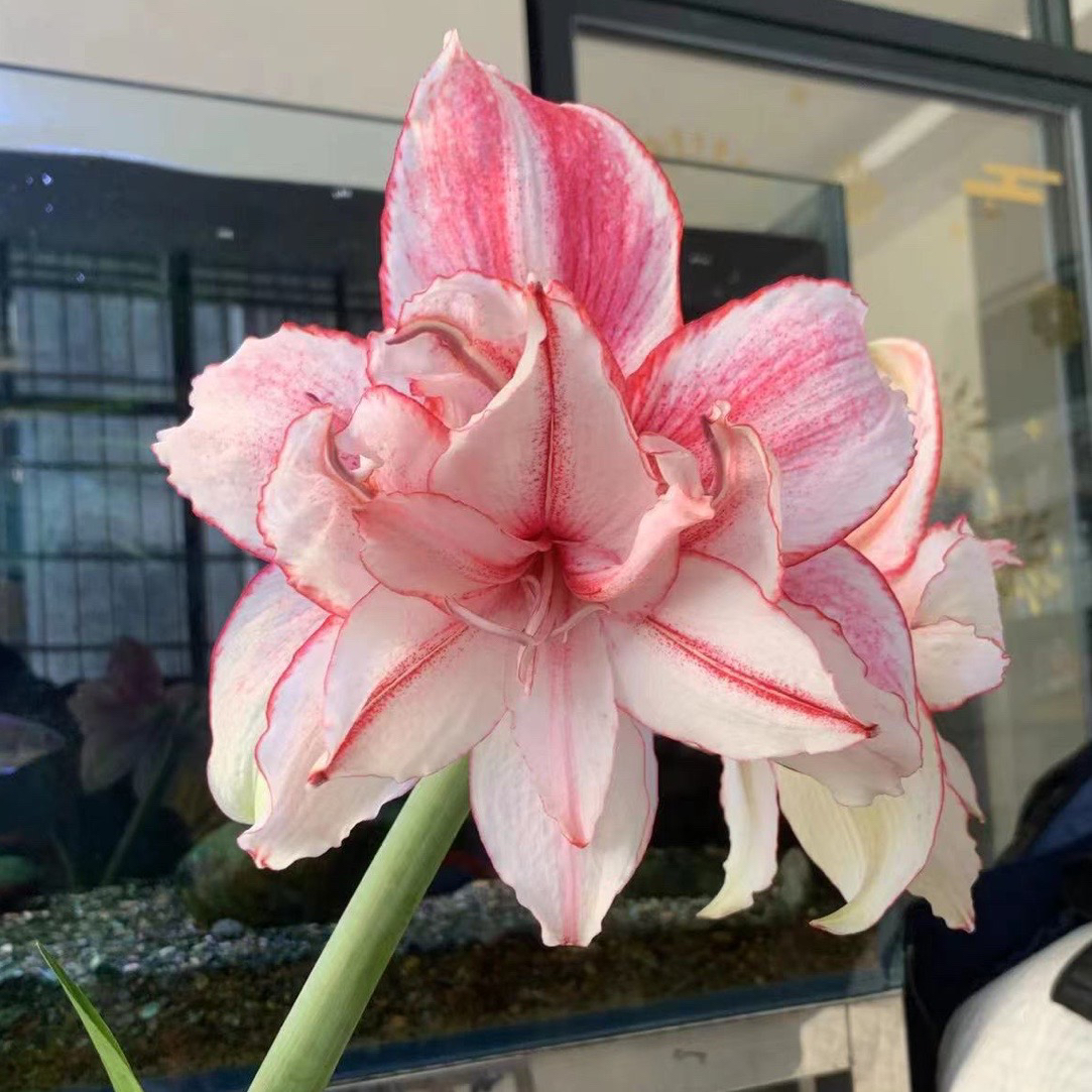 白肋一诺千金，白肋3617朱顶红 阳台室外地栽盆栽花卉