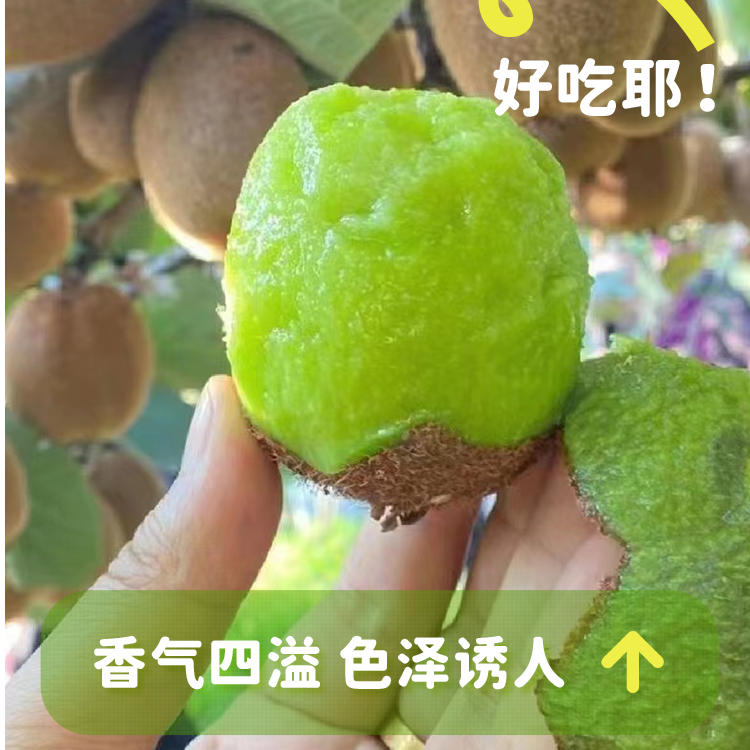Z陕西眉县猕猴桃徐香绿心酸甜奇异果【交个朋友】