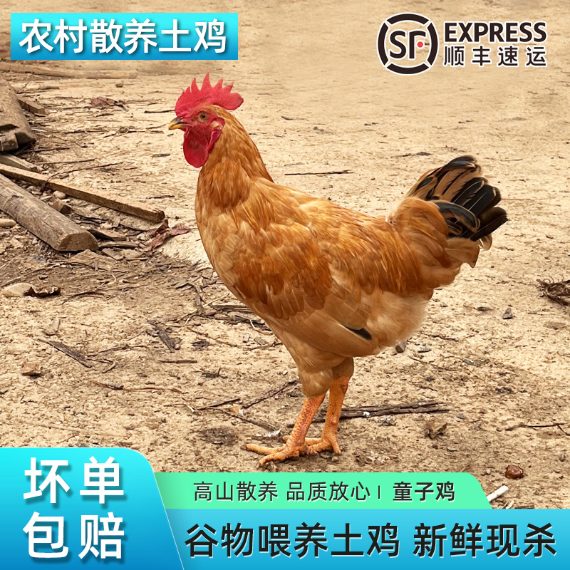 皖南土鸡童子鸡高山散养谷物喂养新鲜现抓现杀小公鸡整只鸡3只装