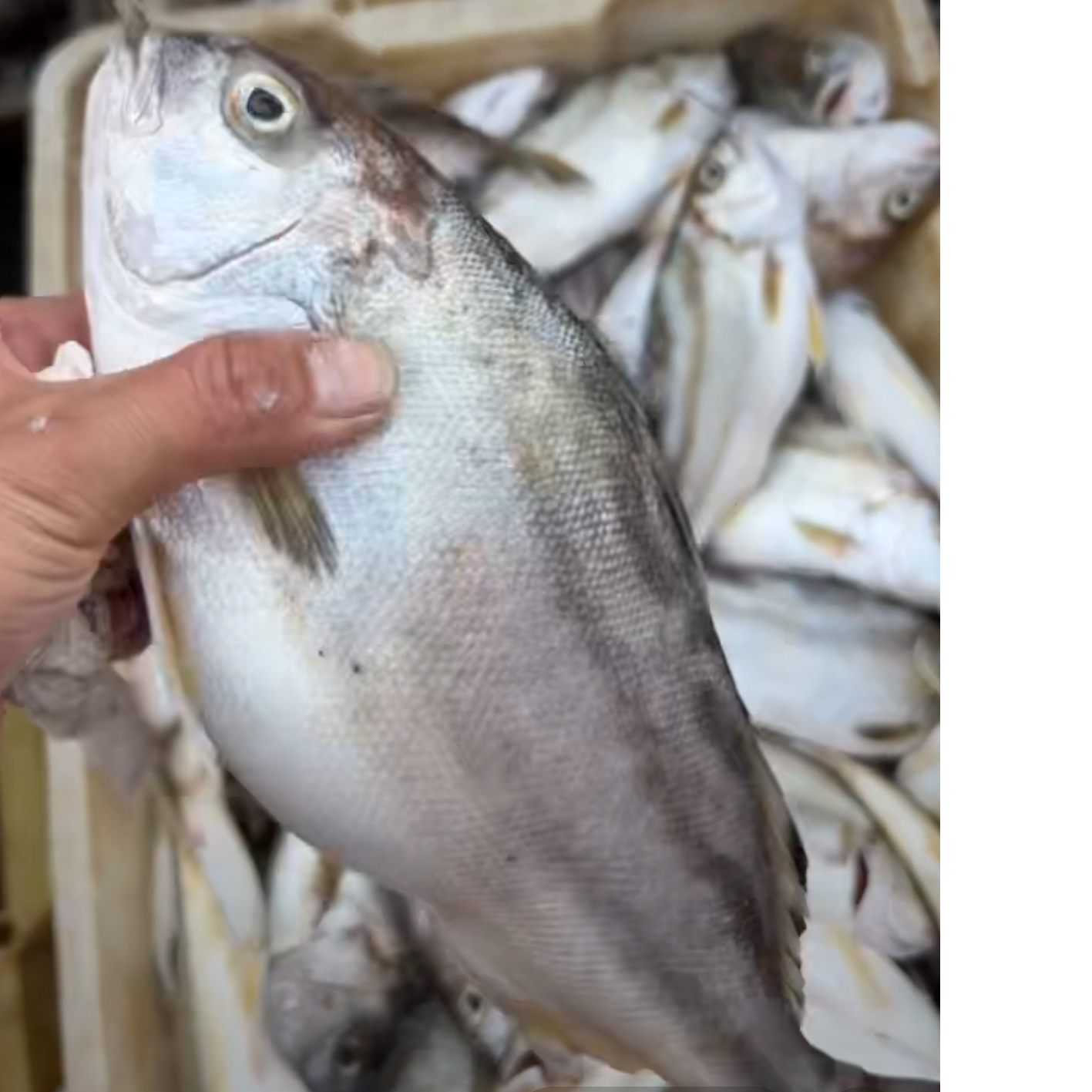 北海 龟哥 【丁公鱼】