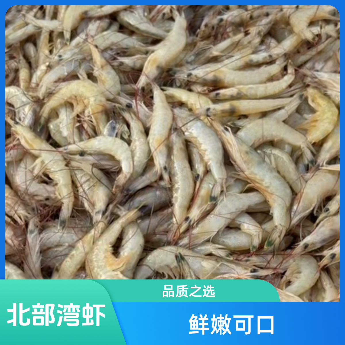北海 小白虾 5斤 干冻