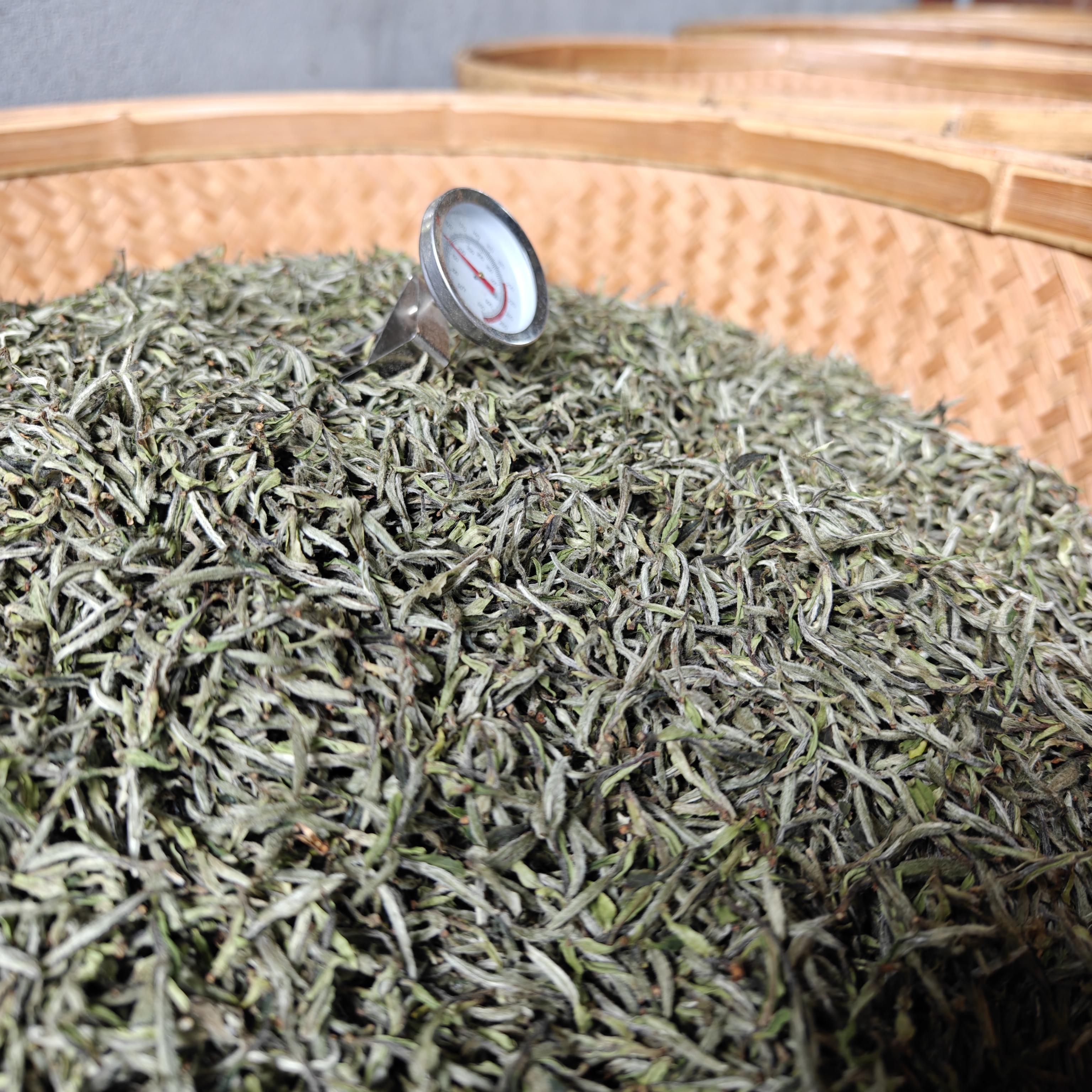 2024年政和白茶.特级炭焙白牡丹.厂家直销