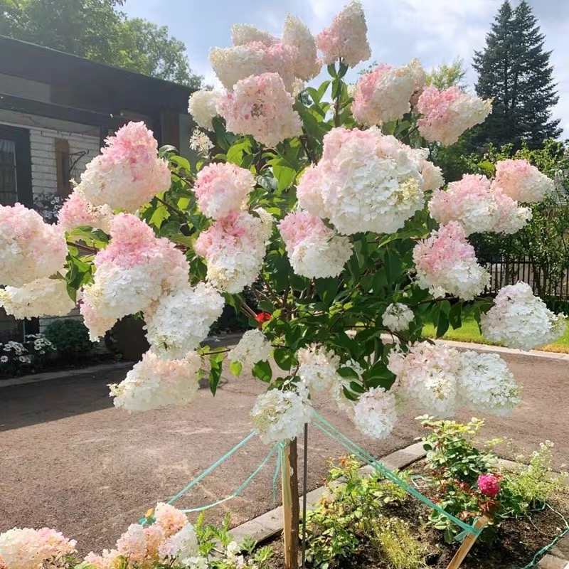 圆锥绣球 香草草莓 北极熊 棒棒糖 庭院植物 花园植物