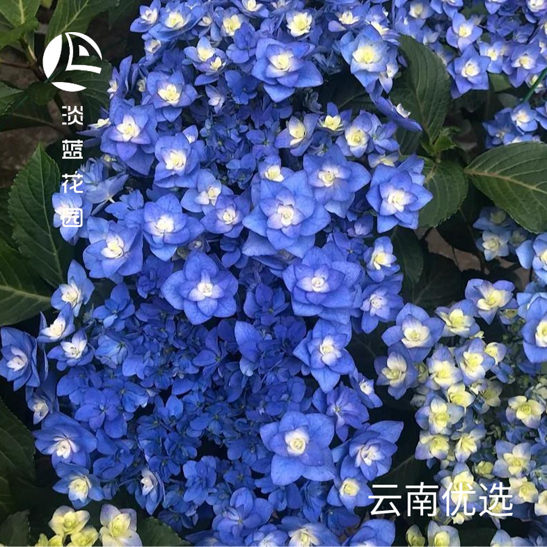 七加仑盆绣球-大花绣球-庭院阳台花园植物-草本绣球