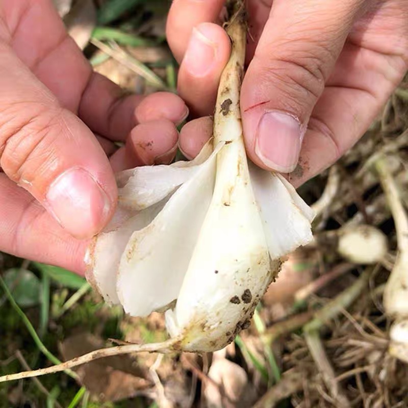 四川威远新鲜带泥带叶农家现挖藠头（早期叫头偏小）一·斤起包邮