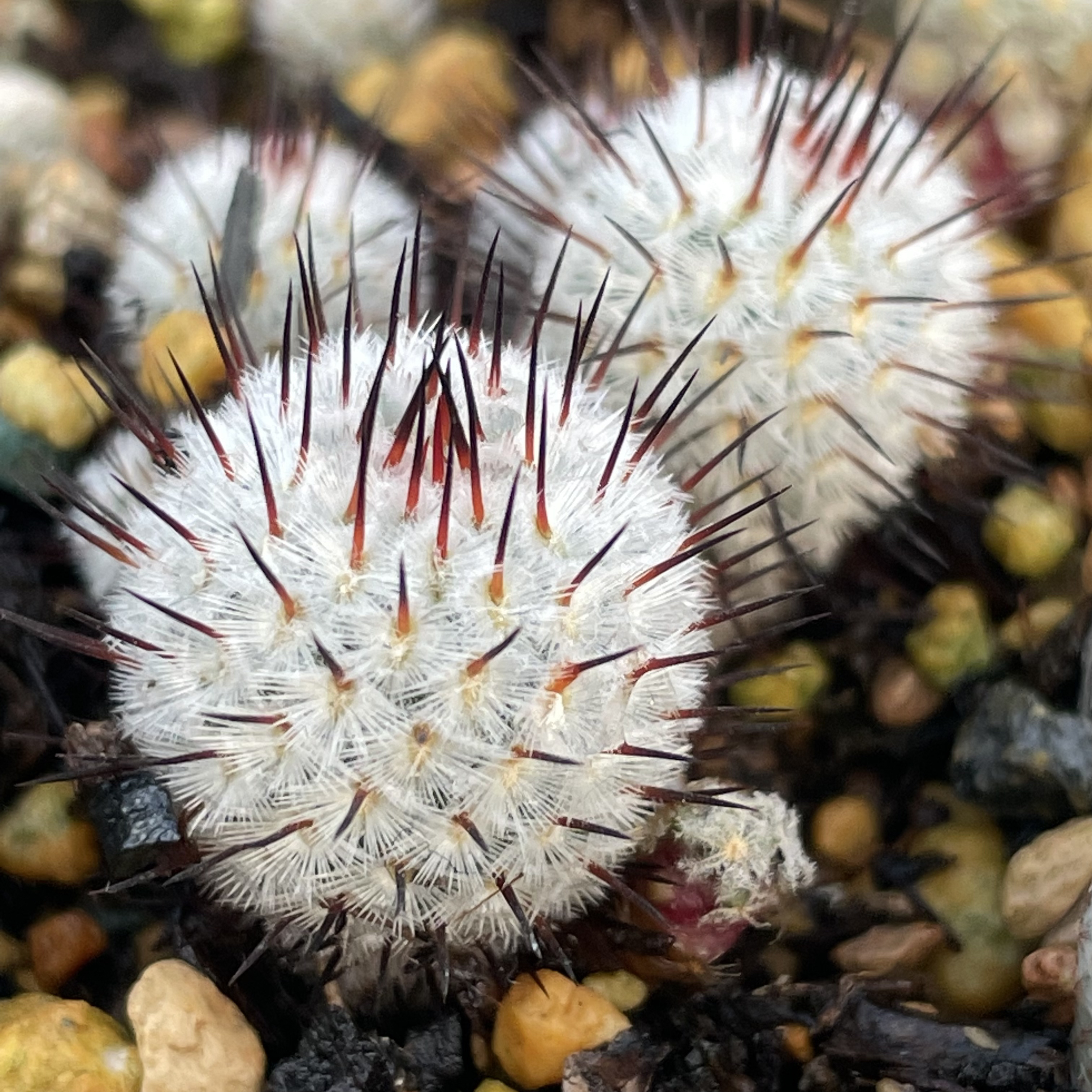 直刺佩雷仙人球多肉植物乳突球属易养护