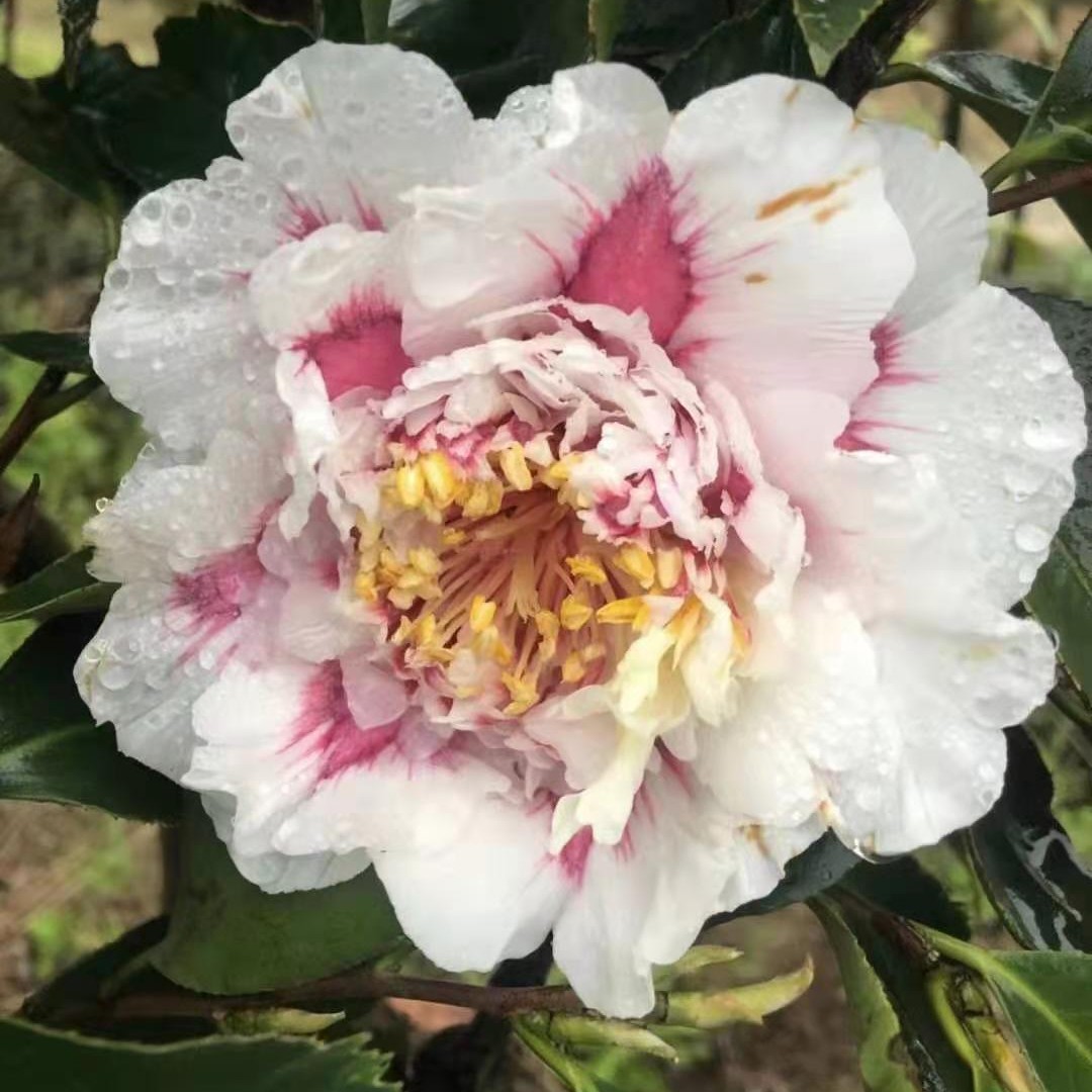 茶花新品金边塞牡丹