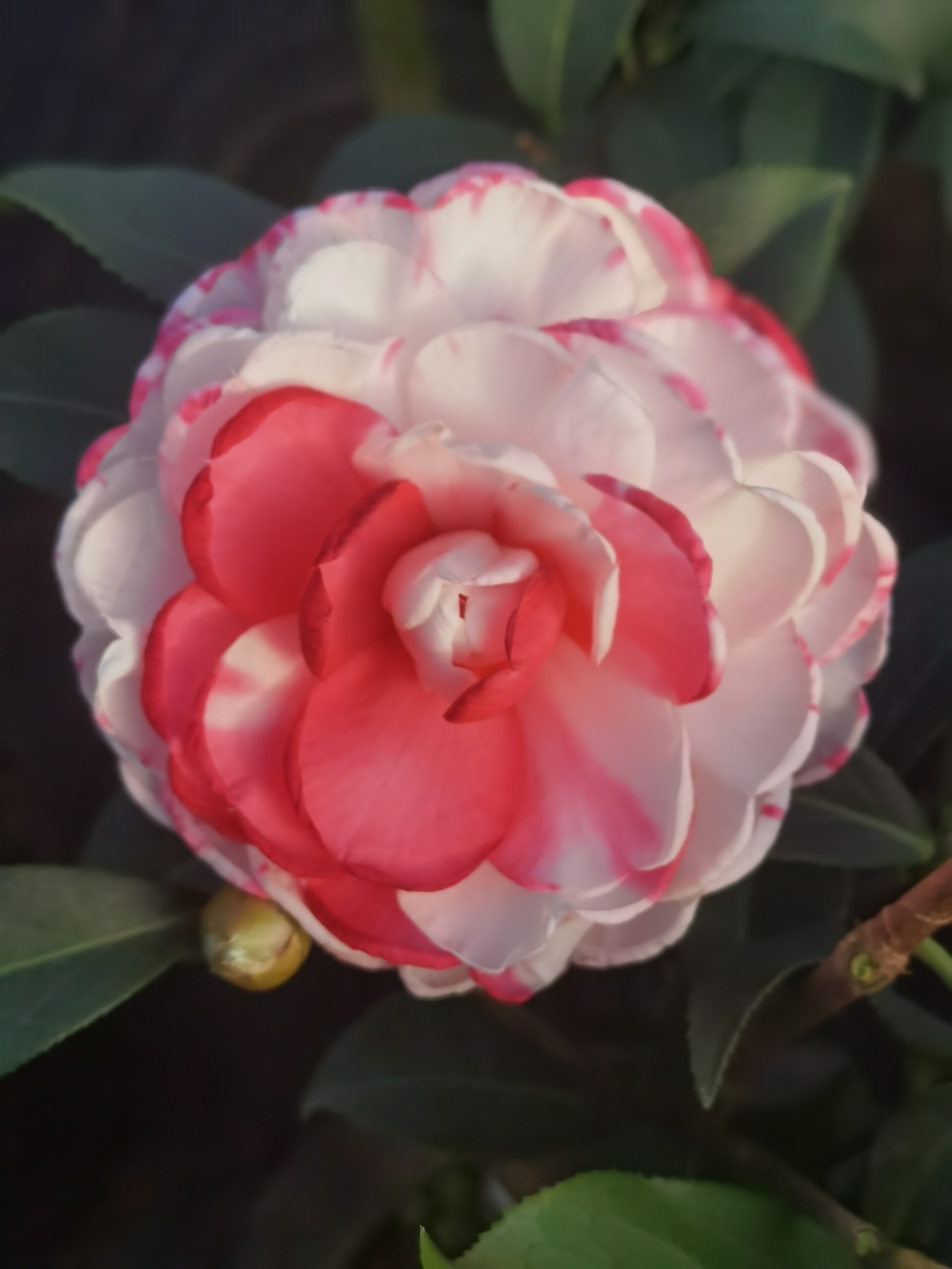 茶花品种复色探戈