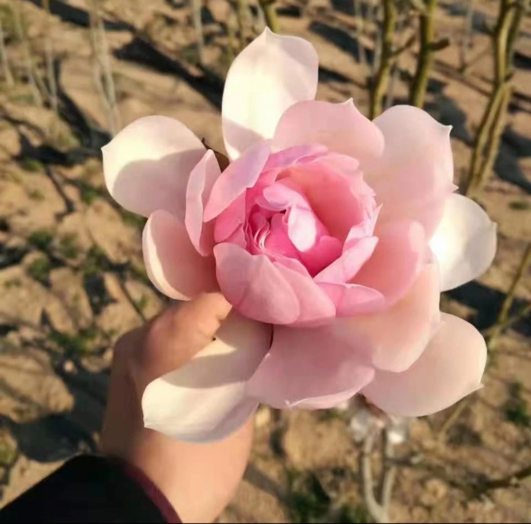 粉荷玉兰花南北方均可种植
