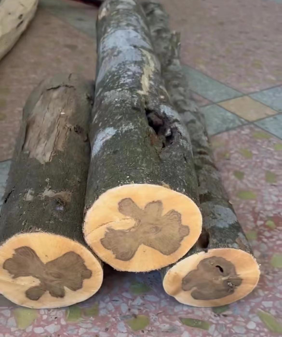 天然虫漏原木风化异形防滑家居摆件家居饰品工艺摆件纯手工创意