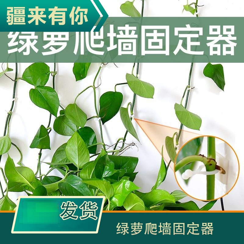 绿植绿萝固定爬墙神器 无痕卡扣攀爬壁挂爬RXC