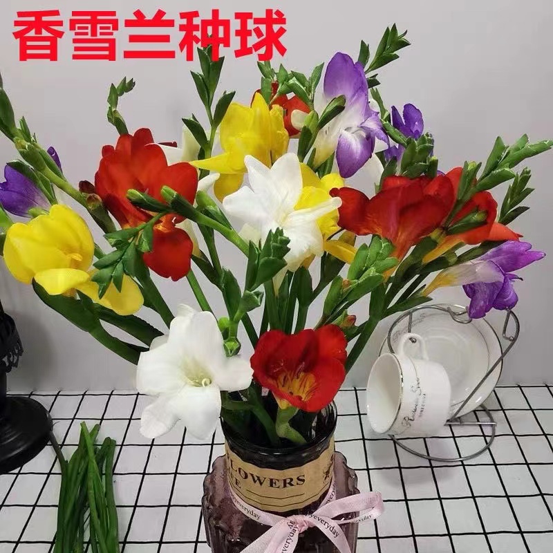 四季开花香雪兰种球浓香花卉盆栽小苍兰室内阳台室外好养耐寒植物
