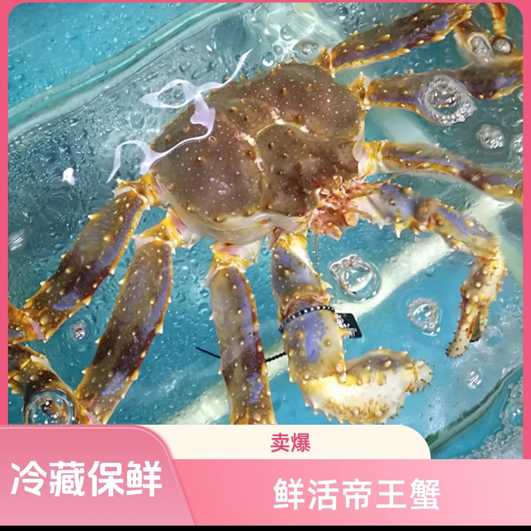 【鲜活帝王蟹★西安二丫海鲜】尊贵品质鲜活帝王蟹 4-5斤  方欣直发