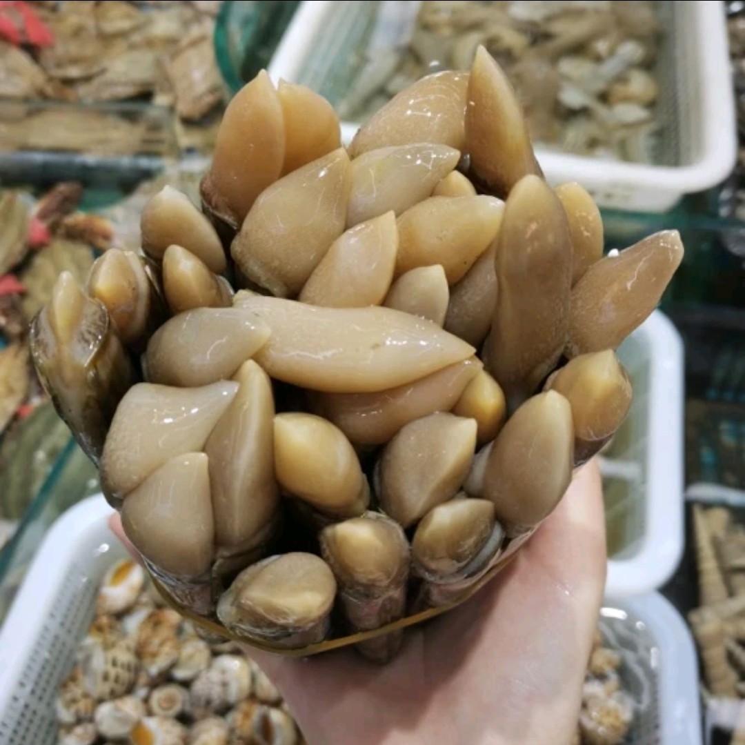 鲜活竹蛏/蛏子王蛏王肉大个去沙