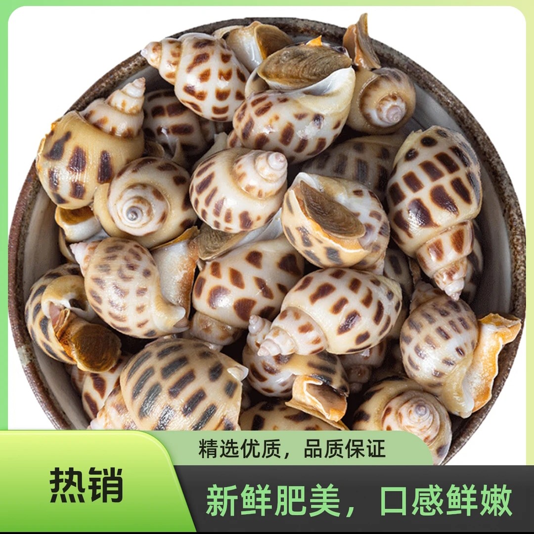 【鲜活花螺★西安二丫海鲜】鲜活营养新鲜美味花螺1斤 方欣直发花螺同城送