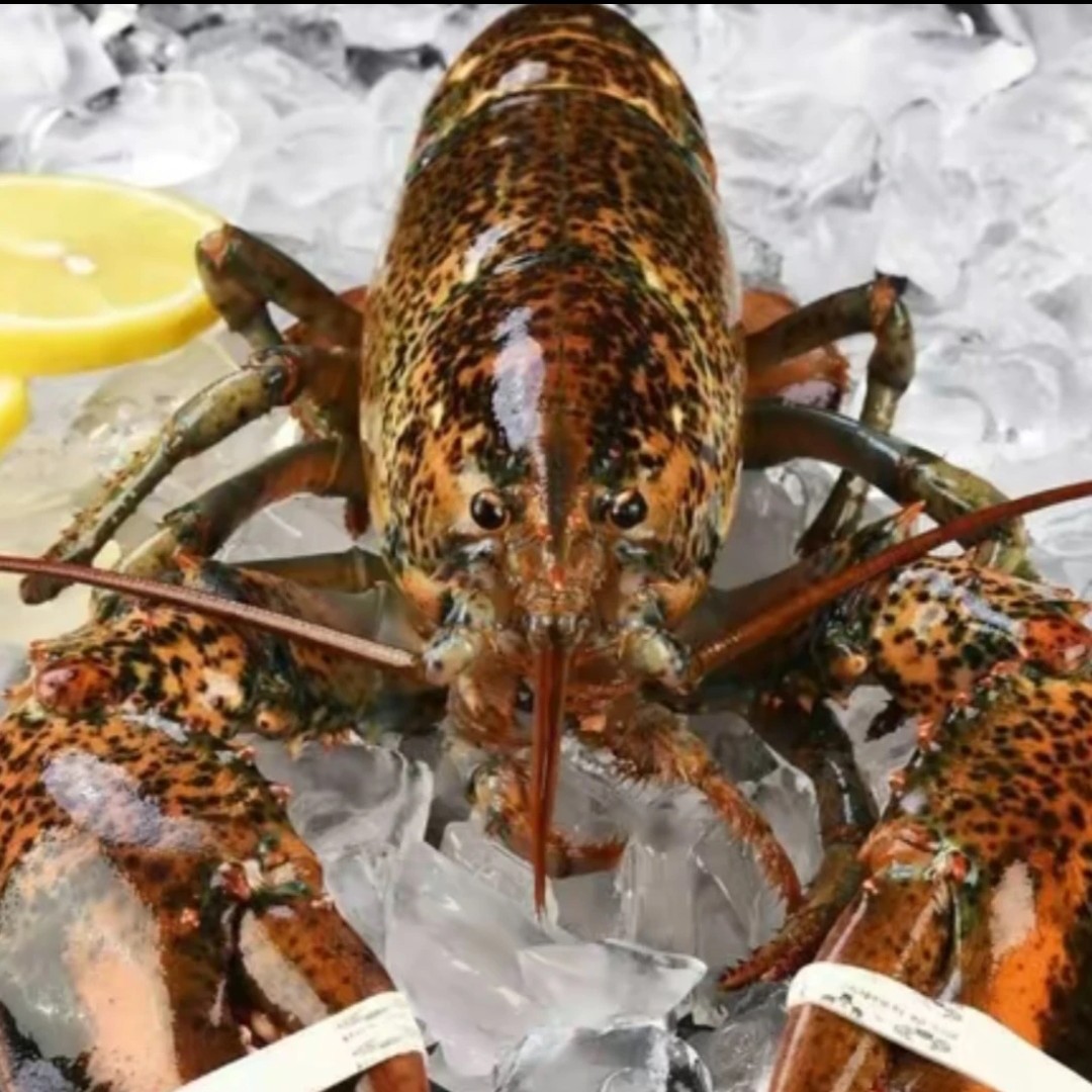 【鲜活龙虾★西安二丫海鲜】鲜活饱满波士顿龙虾1.2斤 方欣直发