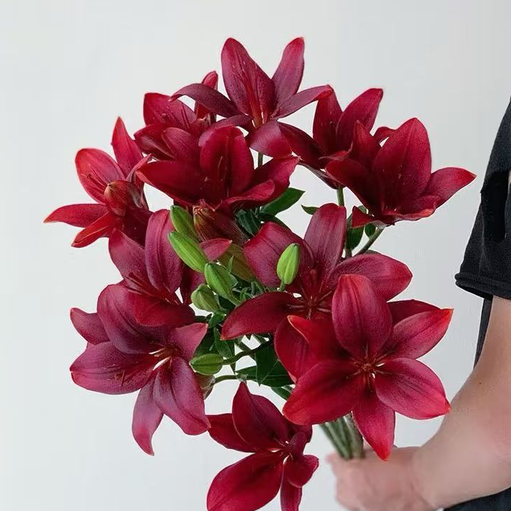 【红袖】无香亚百合 5度以下必拍保温棉否则冻坏不售后   顺丰包邮