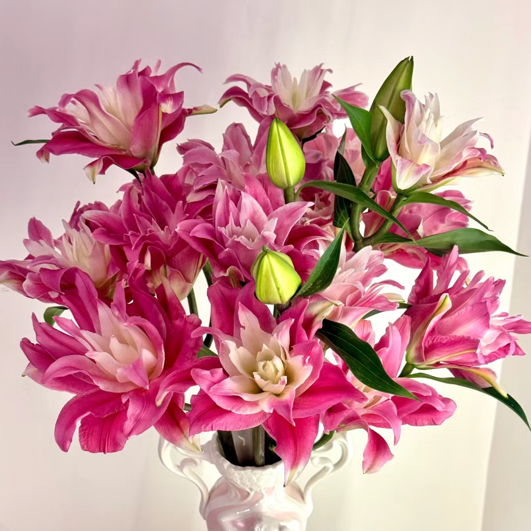 【红丝带】温度低于5度要拍保温棉 不拍冻坏不售后云南直发水养鲜花