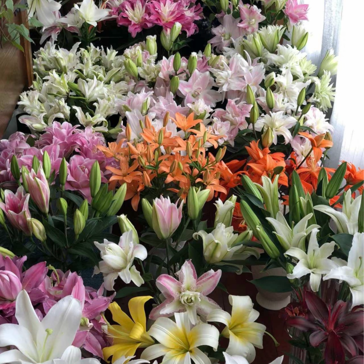 【直播间定制】 5度以下必须拍保温棉否则冻坏不售后   顺丰包邮