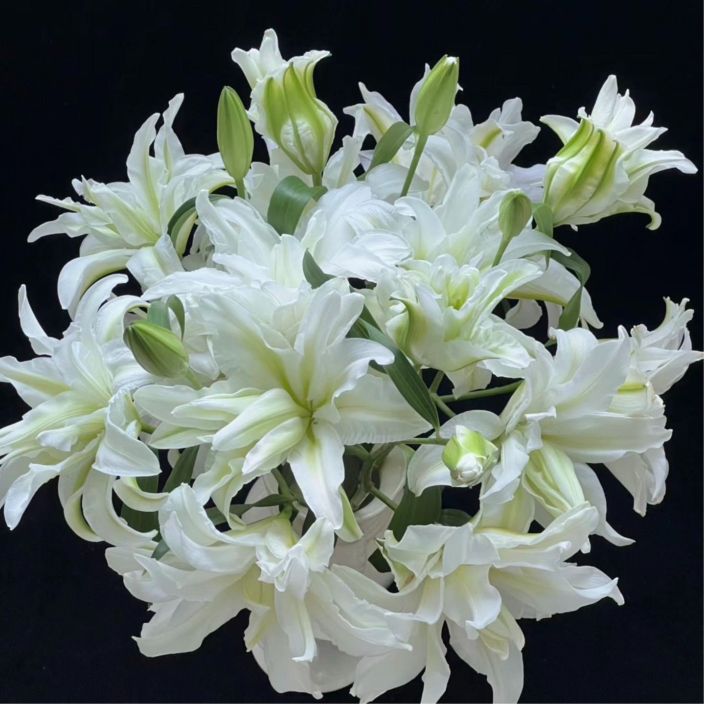 【艾莎】白色浓香重瓣香水百合  云南鲜花直发 一单顺丰冷链包邮