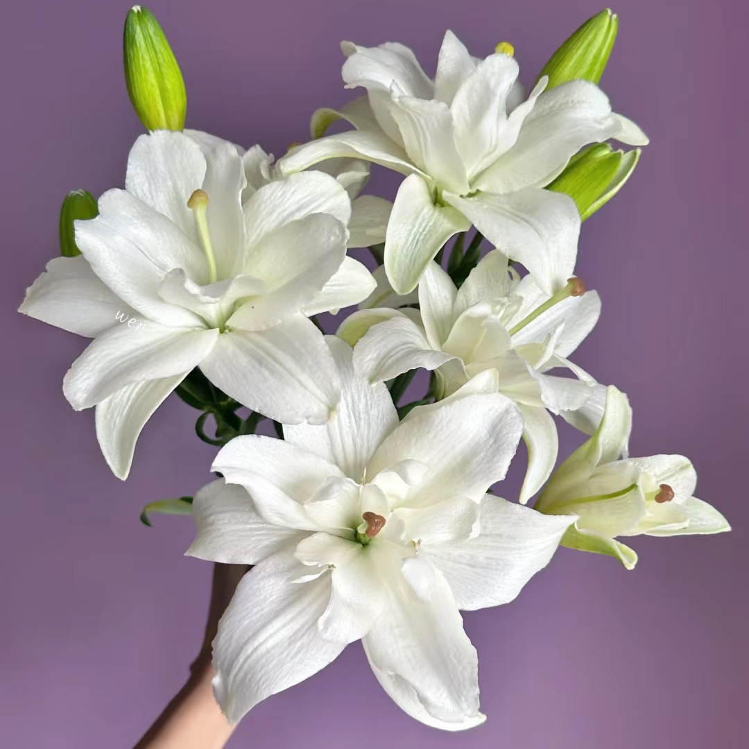 【丽城】贝尔维德尔奶油白色无香重瓣亚百合云南基地鲜花顺丰包邮