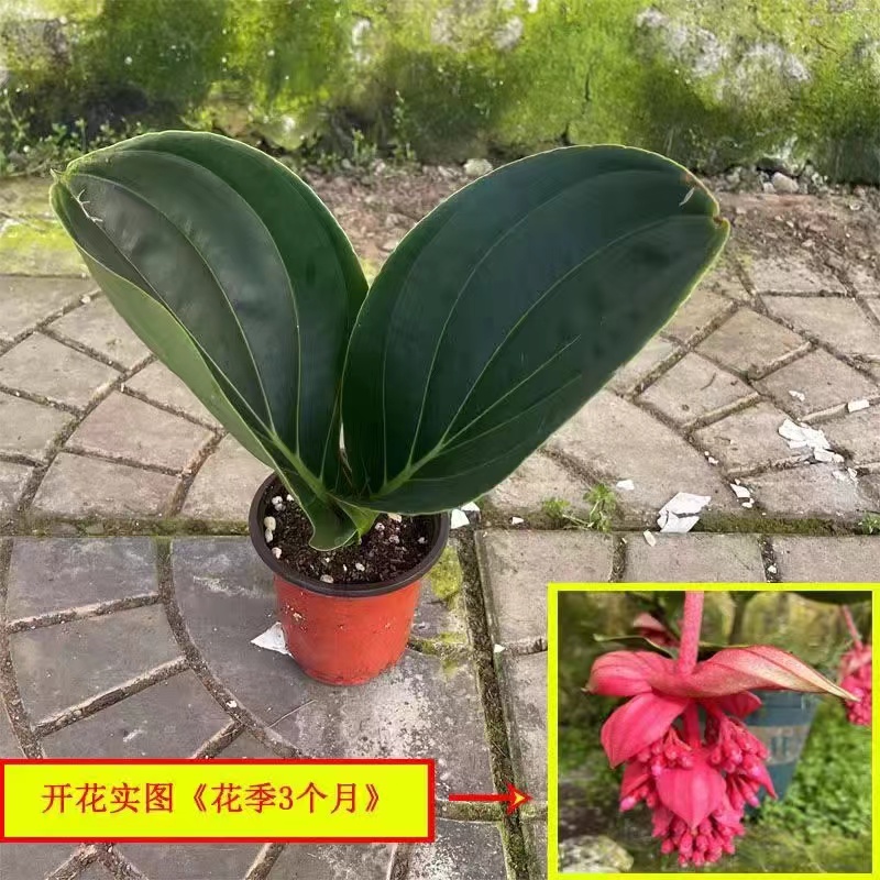 荷兰引起品种宝莲灯是一款室内观赏的高档花卉，小苗