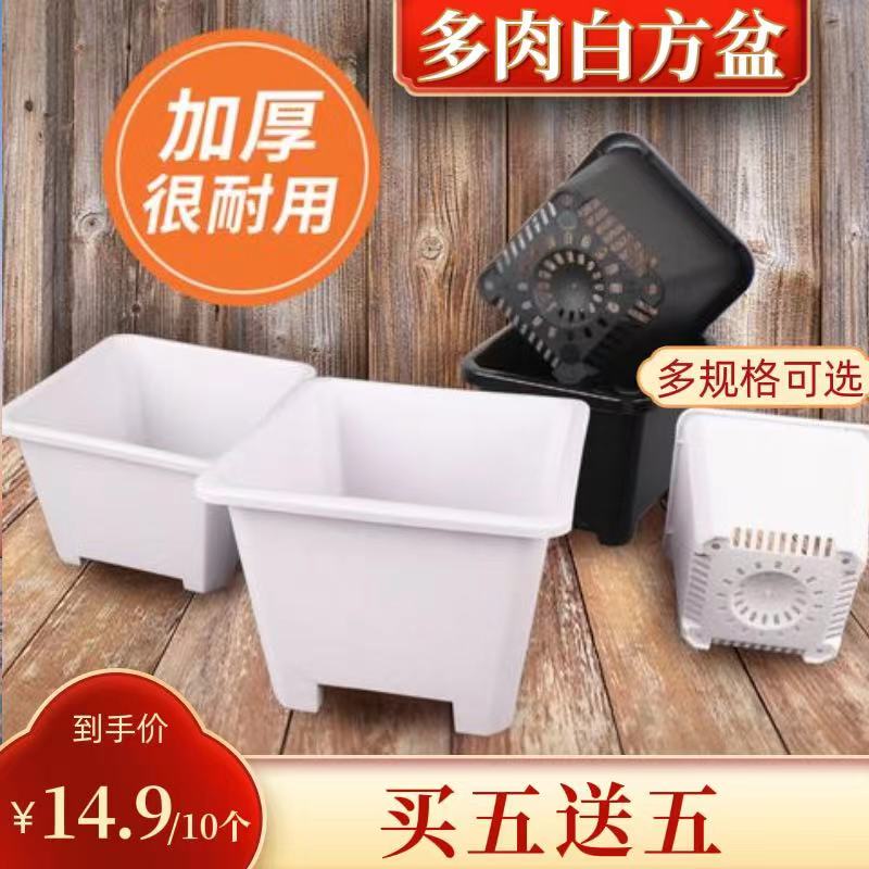 【园艺师严选】多肉种植白方盆-买五送五