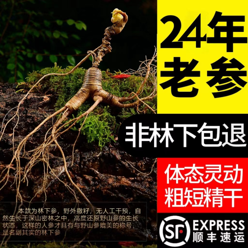 菁苔岭24年长白山林下山参煲汤老把头人参