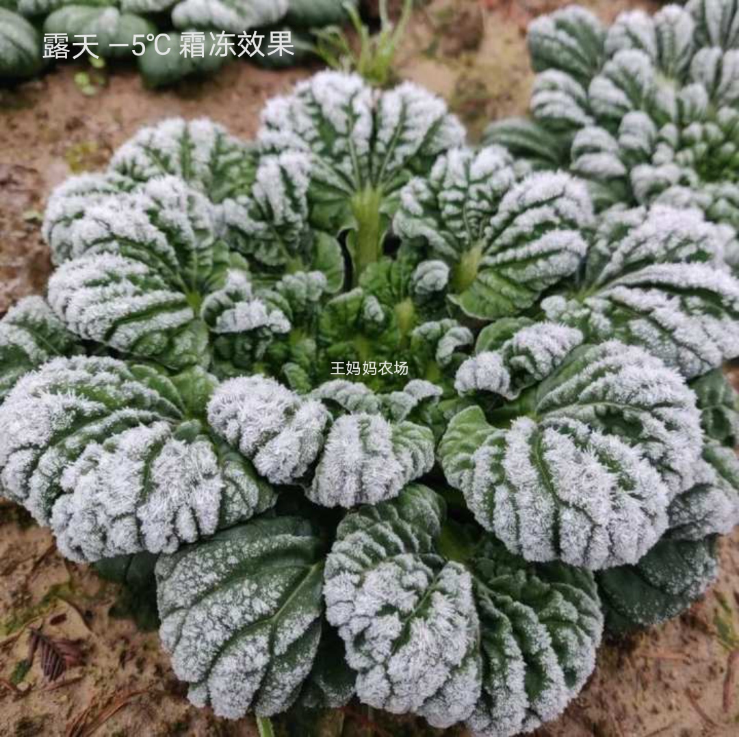 河南霜冻现挖露天趴地菠菜农家自种矮脚土新鲜红根菠菜5斤包邮