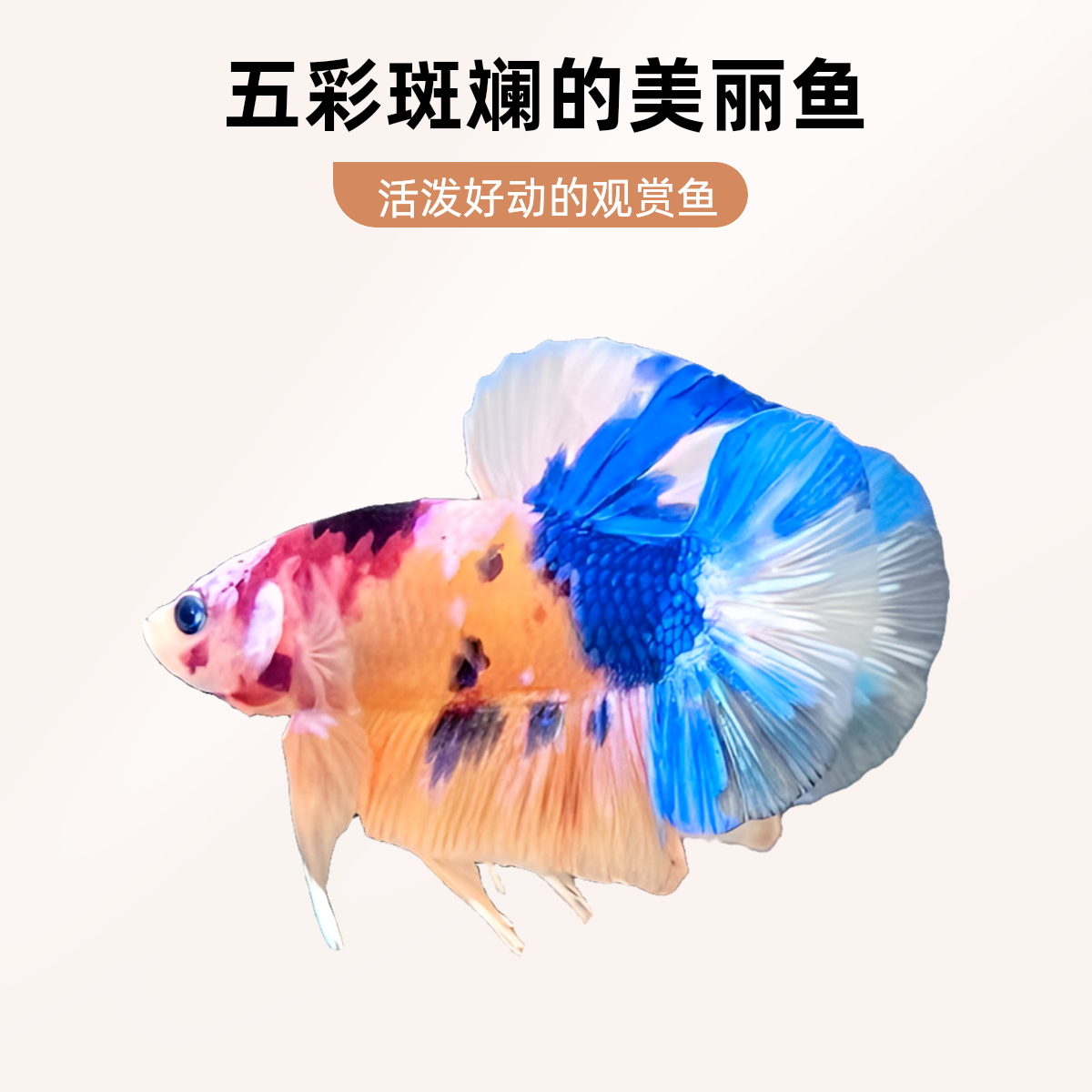 129一200号精品斗鱼将军巨斗暗黑绿魔糖果粉金红金彩金小型观赏鱼